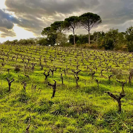 Villa Casa Da Anunciada, Countryside Retreat Tomar